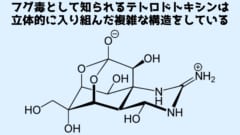 フグ毒は立体的な非常に複雑な構造をしており人工合成の過程も複雑になっていた