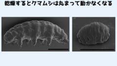 水がない環境で生き残る