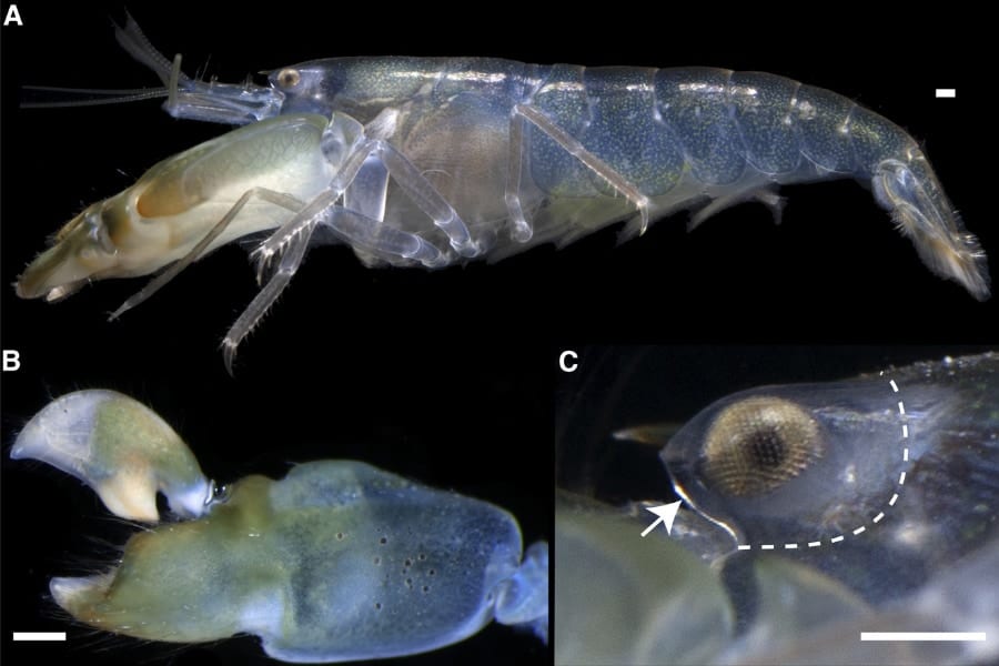 テッポウエビは爪パッチンの衝撃波で気絶しない「ヘルメット」を装着していた！