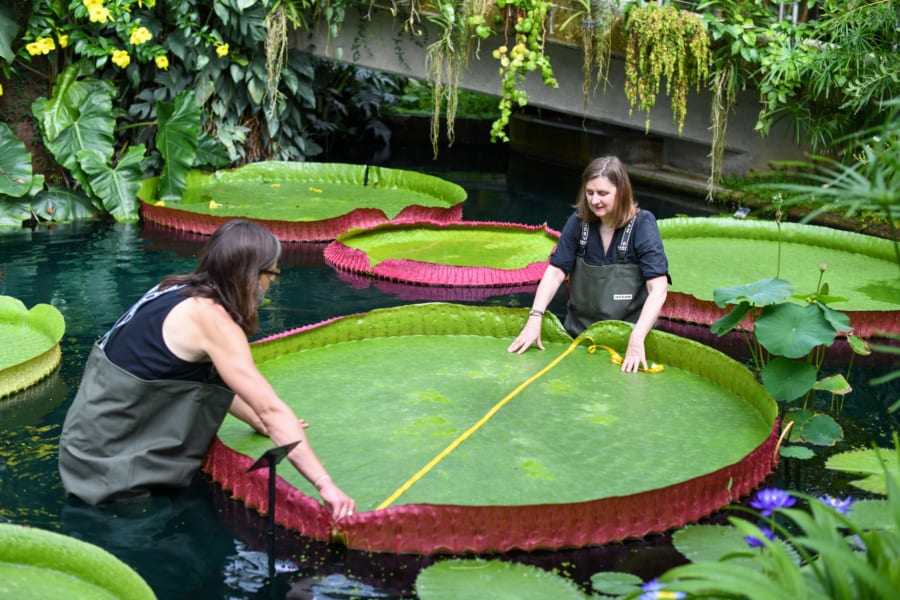 177年も前から英植物園にあった巨大スイレンが実は「新種」だったと判明！