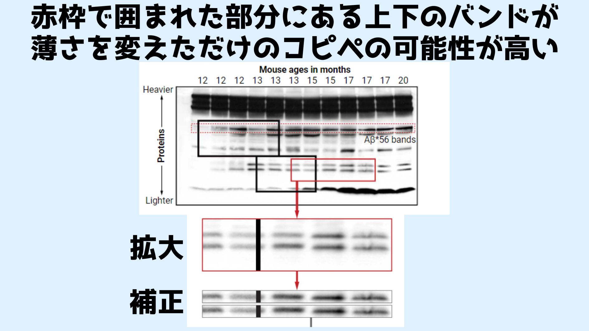 赤い点線で囲われた部分と太い赤線で囲われた部分の2カ所に捏造疑惑がかけられた