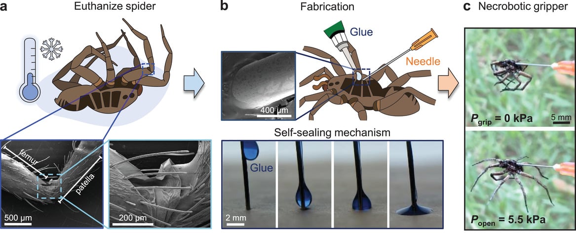 安楽死させたクモに針を接着、空気を送り込むと脚が開く