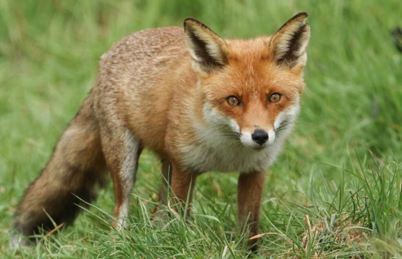 食糧難に陥ったアカギツネは「犬のうんち」を食べていた！