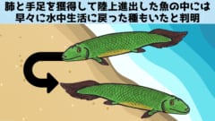 手足を進化させ陸にあがったのに、すぐ諦めて水中へ戻ってしまった魚がいたの画像 1/5