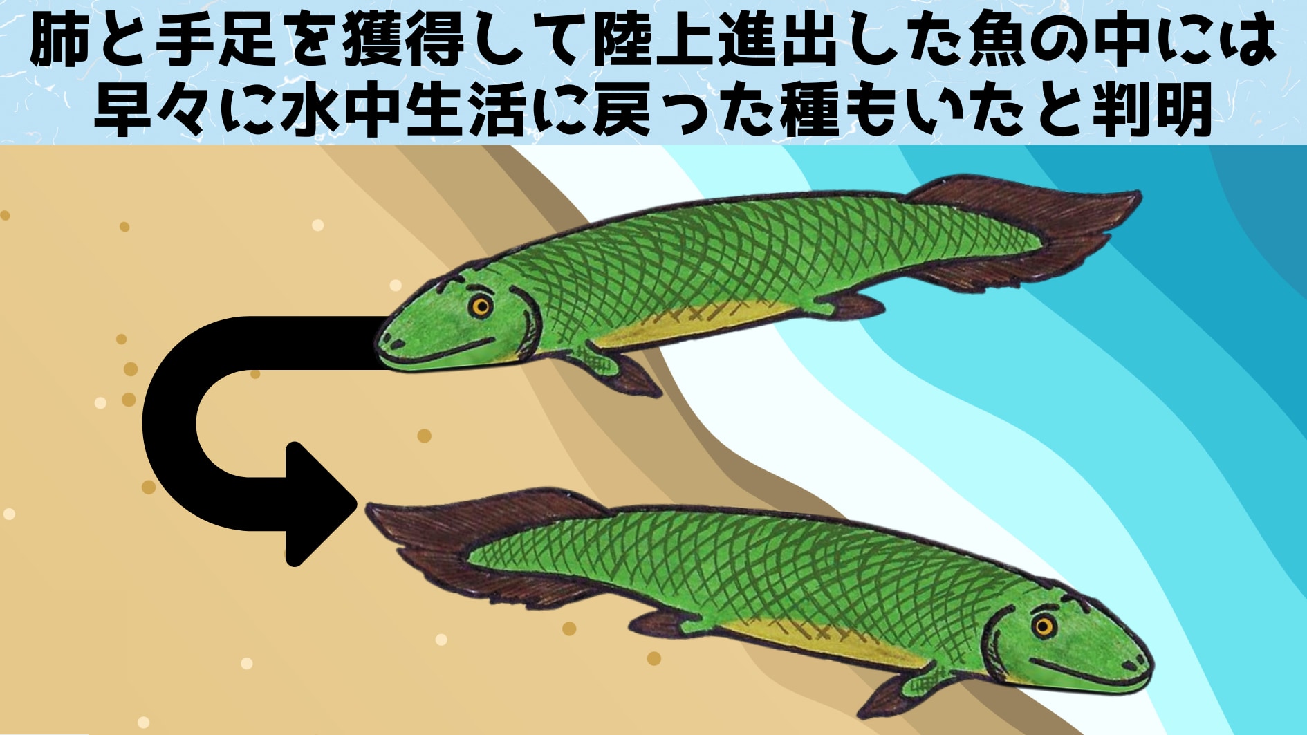 手足を進化させ陸にあがったのに、すぐ諦めて水中へ戻ってしまった魚がいたの画像 1/5