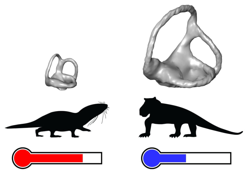 温血動物の誕生の起源となる化石を特定！