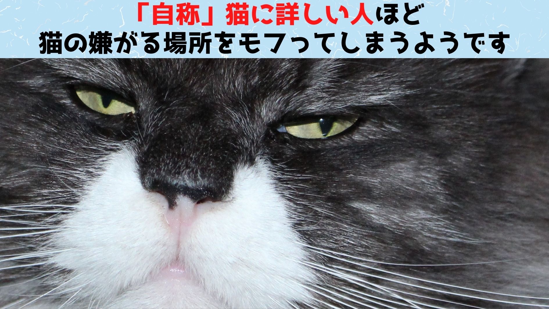 「自称」猫に詳しい人ほど猫が嫌がる場所をモフってしまうと判明！