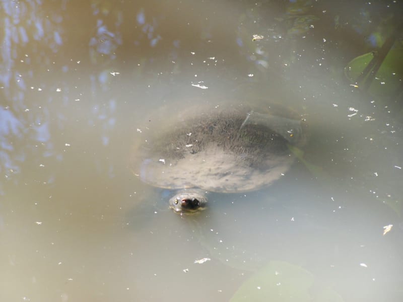 肛門呼吸ができるカクレガメ