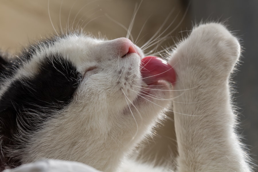 多くの動物はストレスを感じたときにグルーミング（毛づくろい）して「体を洗う」