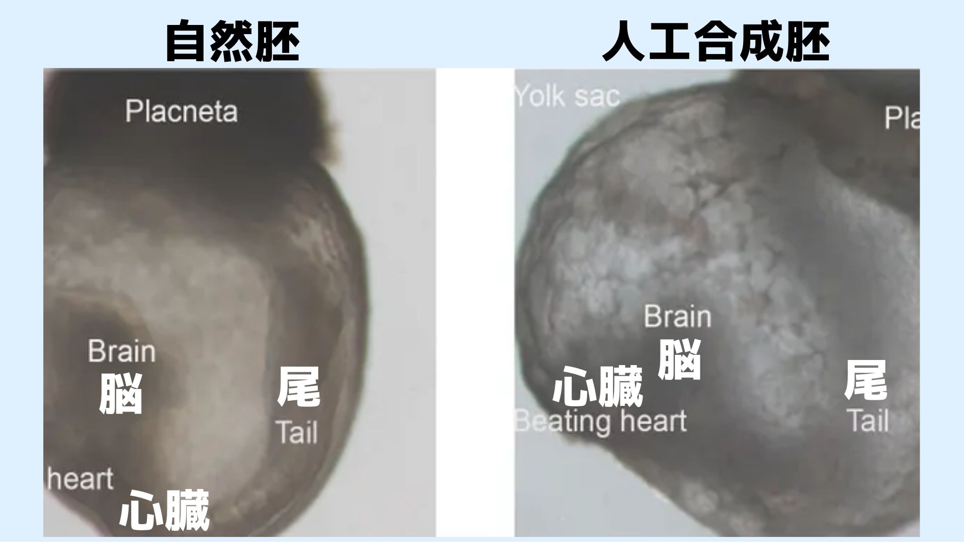 幹細胞のみを材料にして生きている人工合成胚の作成に成功！