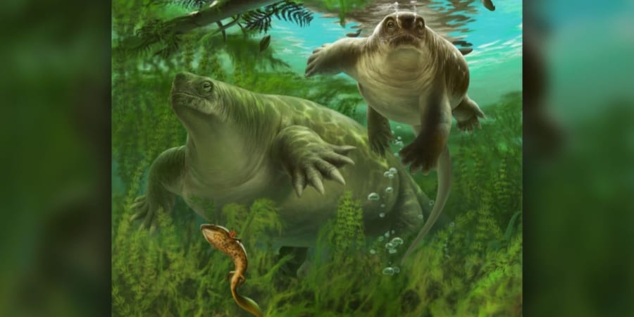 哺乳類の進化 (Natural History) 哺乳類の進化 (Natural History) | 遠藤 秀紀 |本 | 通販 | Amazon