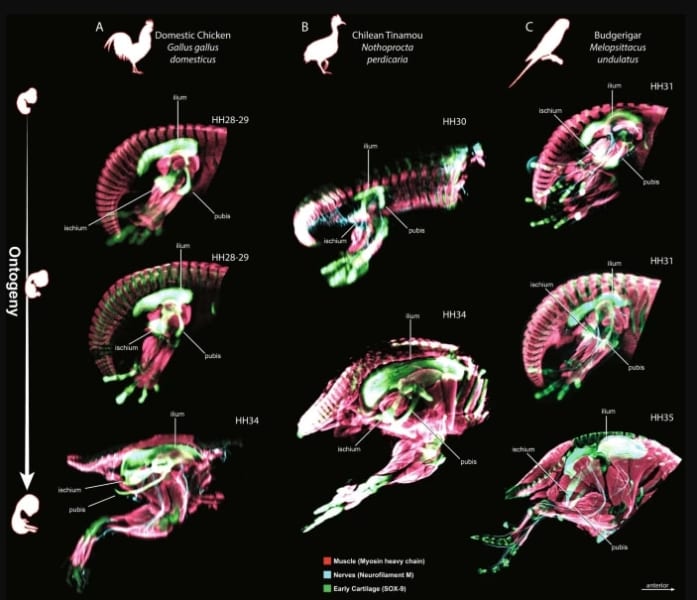 ニワトリ（A）、チリ―シギダチョウ（B）、セキセイインコ（C）の発生過程画像