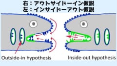 体の表面のウロコが歯になったとするアウトサイド‐イン仮説（左）とエラにはえたウロコが変化して内側から歯を作ったとするインサイト‐アウト仮説（右）の概念図。論文では皮歯のことを「歯のようなウロコ」と表現しています。