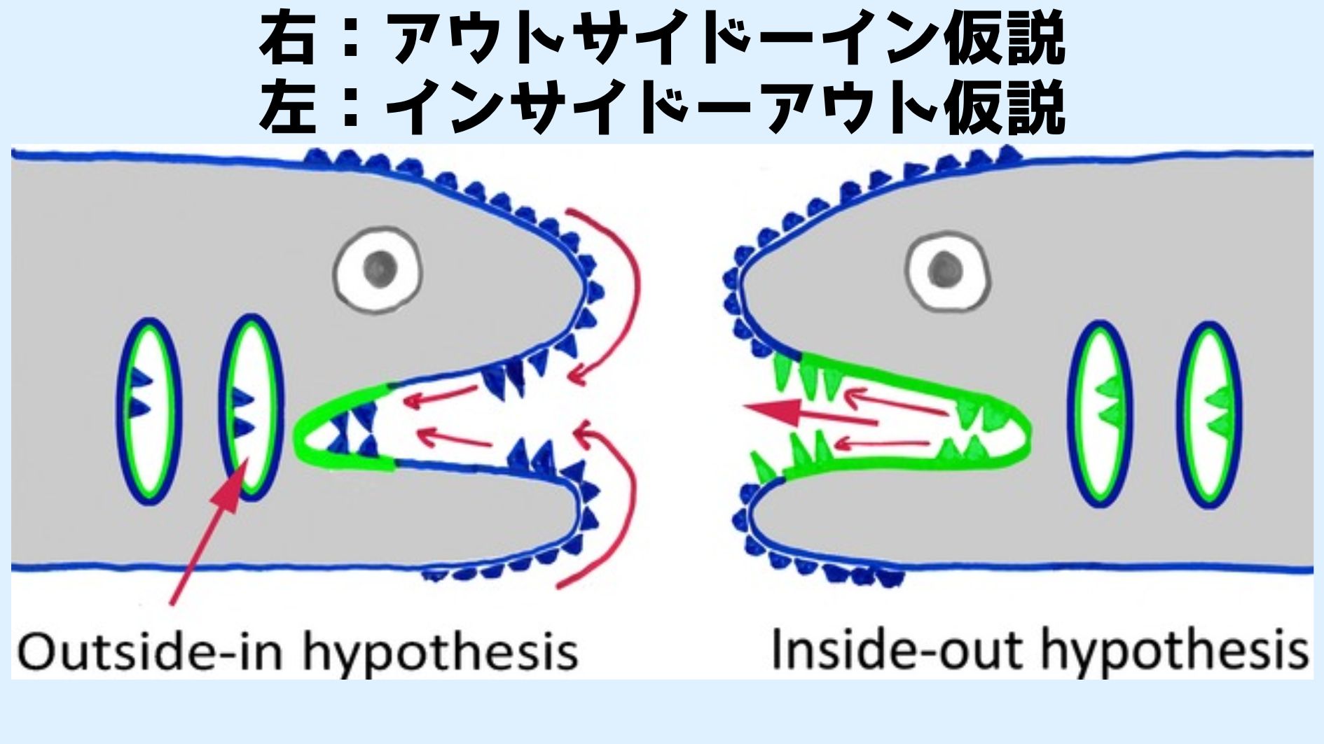 体の表面のウロコが歯になったとするアウトサイド‐イン仮説（左）とエラにはえたウロコが変化して内側から歯を作ったとするインサイト‐アウト仮説（右）の概念図。論文では皮歯のことを「歯のようなウロコ」と表現しています。