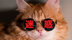 「自称」猫に詳しい人ほど猫が嫌がる場所をモフってしまうと判明！