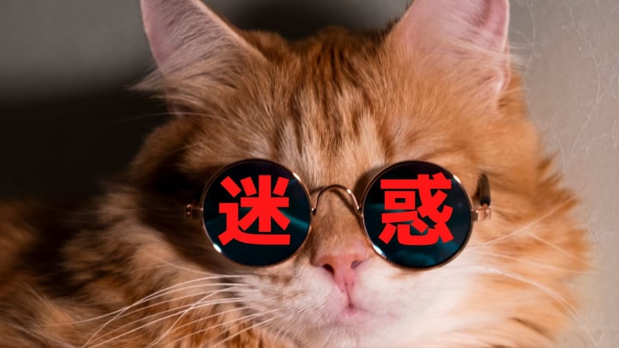 「自称」猫に詳しい人ほど猫が嫌がる場所をモフってしまうと判明！