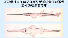 ガンギエイの遠い先祖のなかにはノコギリを持っていたものがいる