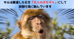 サルは厳選した石を「大人のオモチャ」にして自慰行為に励んでいた！【動画あり】の画像 1/5