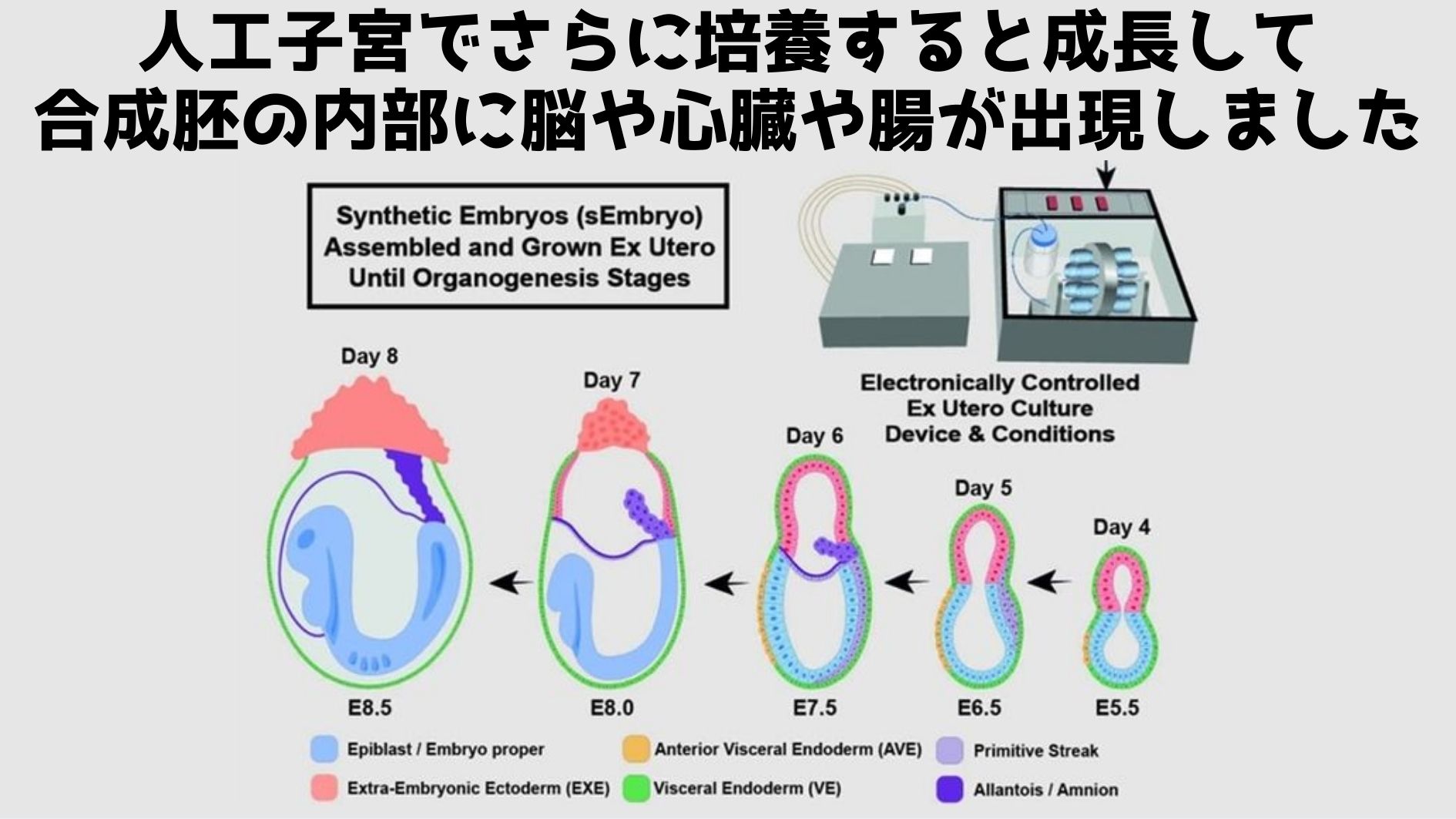 人工子宮で培養すると人工合成胚に複雑な臓器が形成された