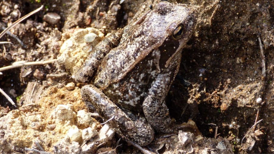 捕食者が多すぎると逃げる能力を捨ててカモフラージュが優先される