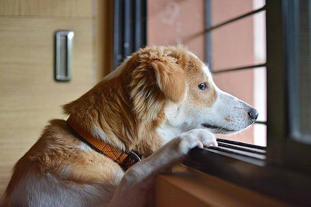 飼い主の帰宅を待つ犬