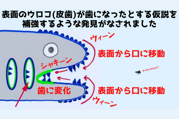 歯はウロコから進化した!?　古代魚の化石から「歯の起源」の証拠を発見！