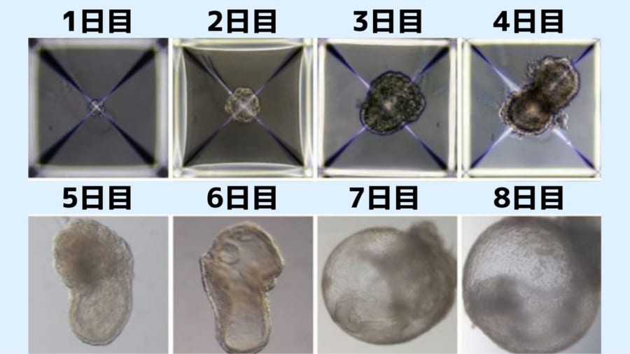 人工合成胚の１日目から8日目まで成長していく様子