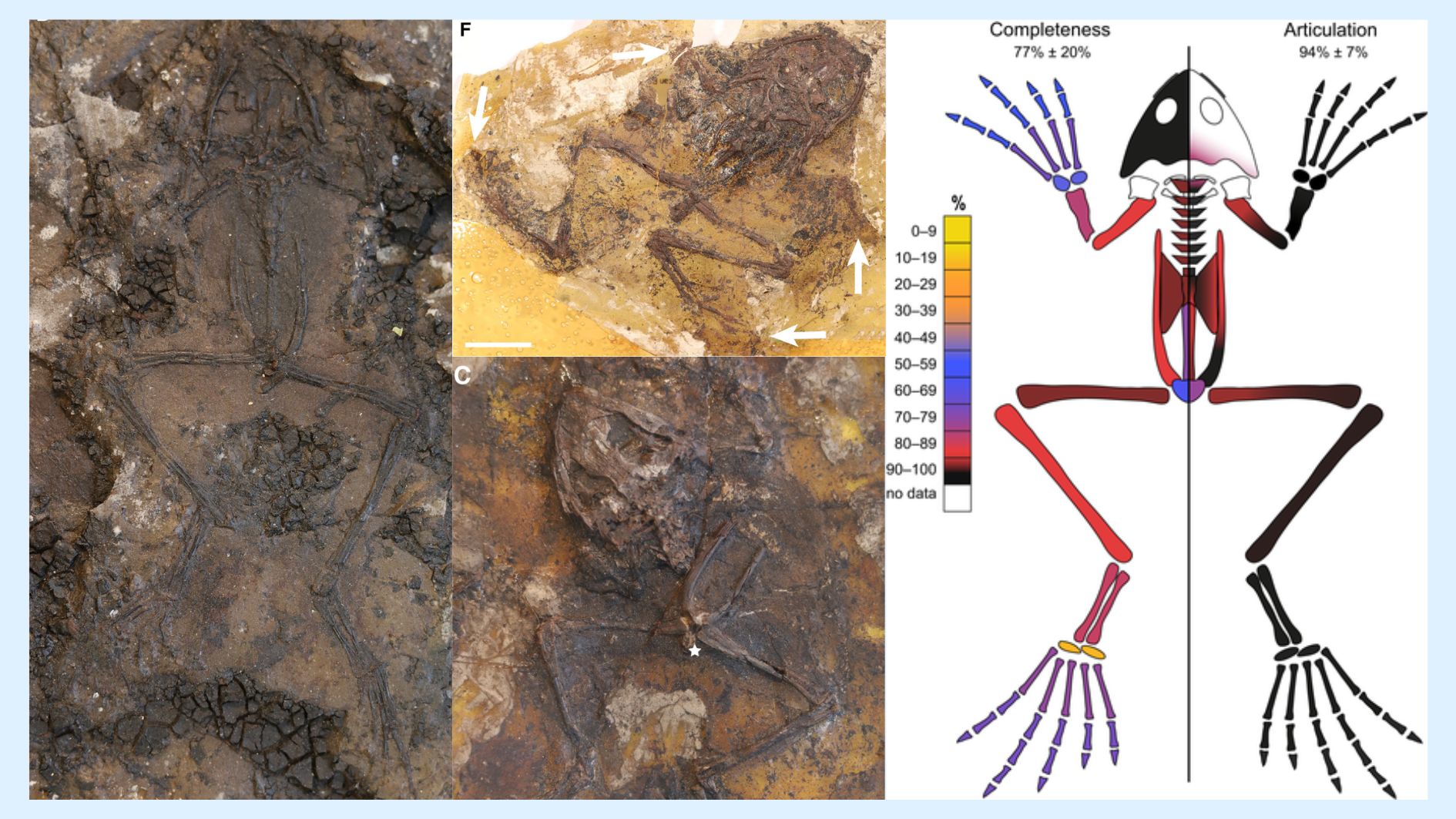 4500万年前の謎のカエル大量死　化石分析の結果「行き過ぎたセックス」だったと判明!?の画像 2/4