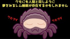 クモも夢をみながら足をピクピクさせている可能性があると判明！