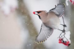 セイヨウナナカマドの実を食べるキレンジャク