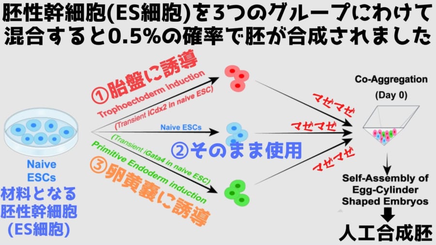 胚性幹細胞を3つのグループにわけて混ぜ合わせる