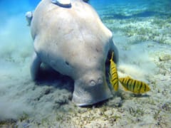 海草を食むジュゴン