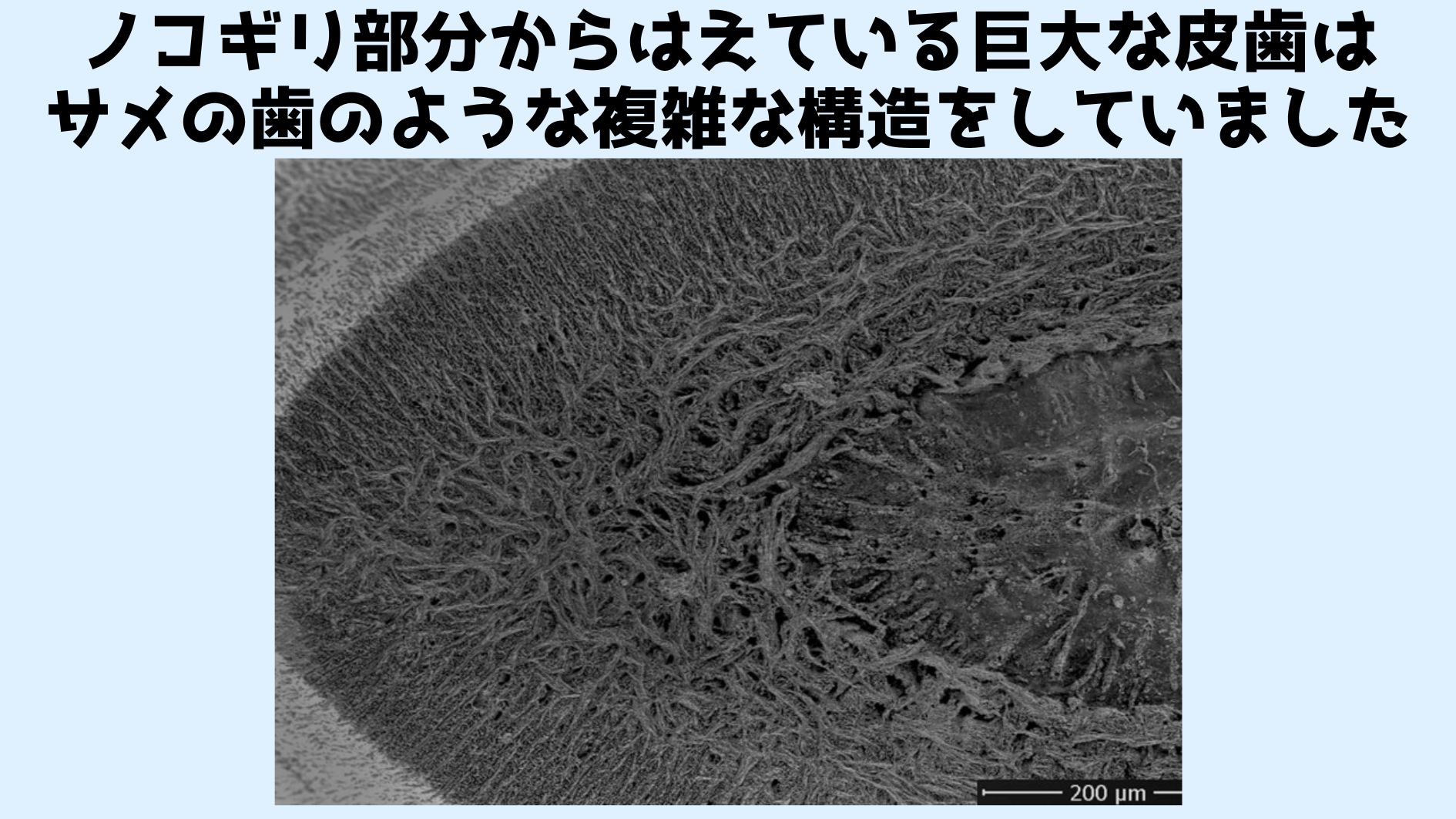 化石のエナメル質は表面部分は綺麗な線がある一方で、深い部分ではランダムな構造をとっています。このような複雑な構造は現在のサメの歯とよく似ています。