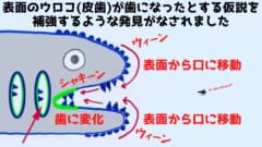 古代魚の化石から「歯の起源」がウロコである証拠が発見！