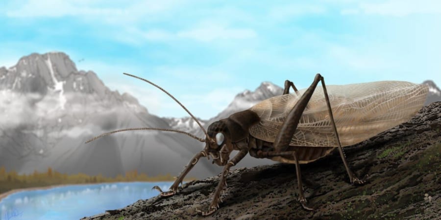 世界最大級のキリギリス マレーオオコノハギス ペア標本 世界最大級の