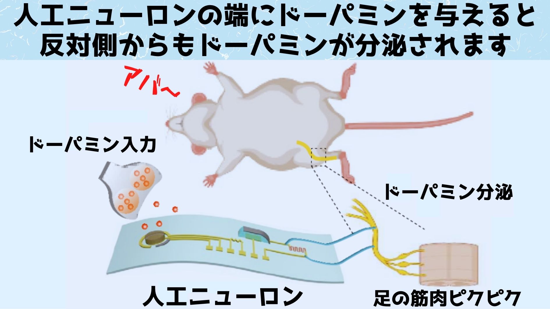 人体の神経と直接接続できる新型「人工ニューロン」を開発！の画像 5/7