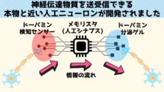 本物のように神経伝達物質を送受信できる新型「人工ニューロン」が開発！