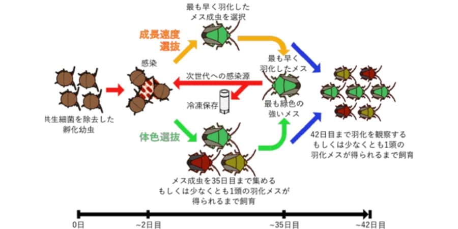 昆虫と菌類の関係―その生態と進化 研究成果】大腸菌を昆虫共生細菌に進化させることに成功 － 普通