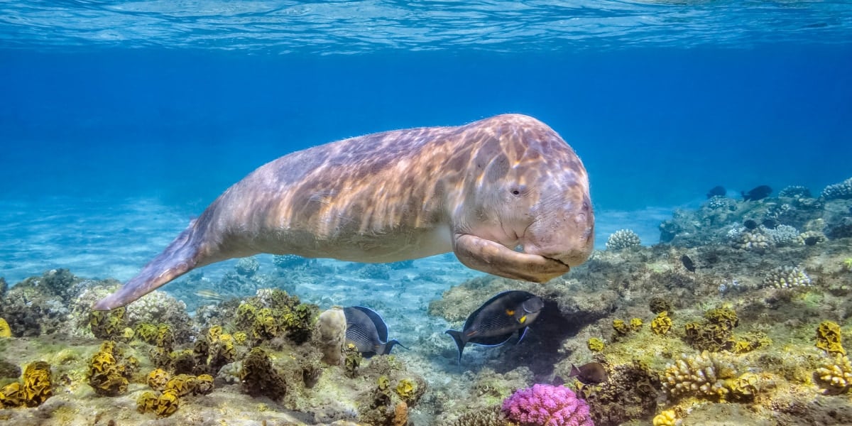 海のマーメイド「ジュゴン」、中国で絶滅か？