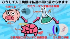 ブタの皮膚から作られた「角膜」で人間の視力を回復させることに成功