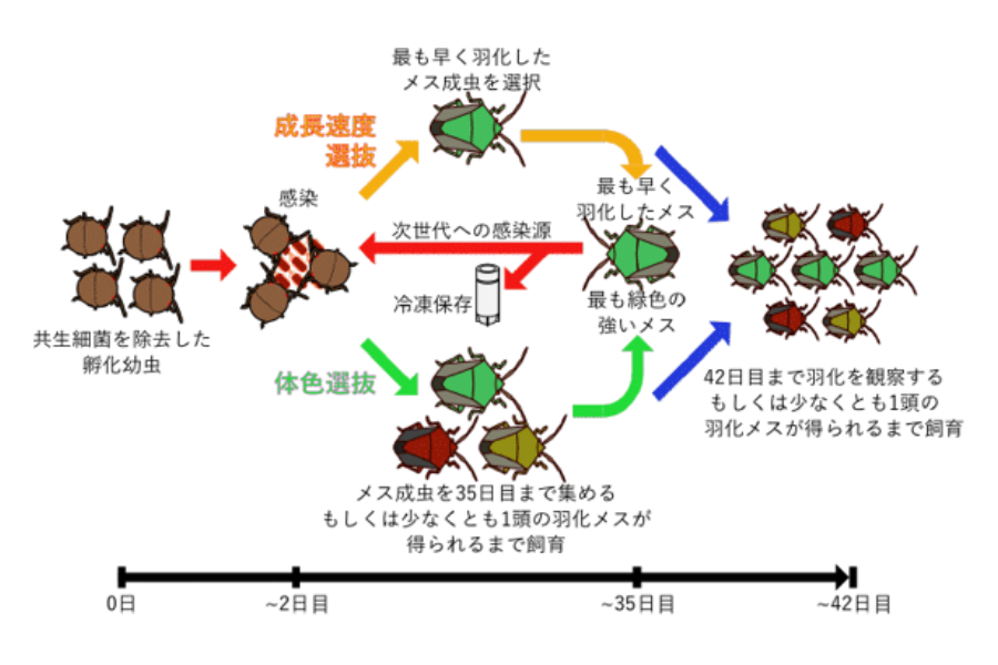 大腸菌を昆虫の中で「共生細菌」に進化させることに成功！