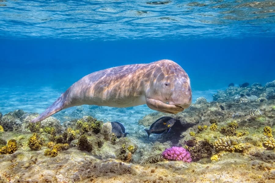 海のマーメイド「ジュゴン」、中国の海域から絶滅したと公式に宣言