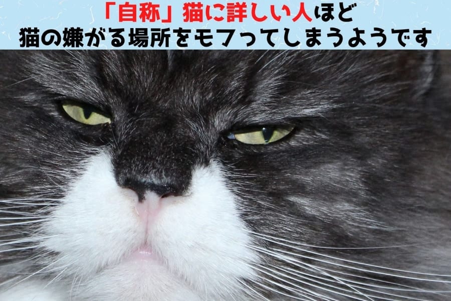 猫好きほど「猫が嫌がる場所」を撫でてしまう傾向がある！