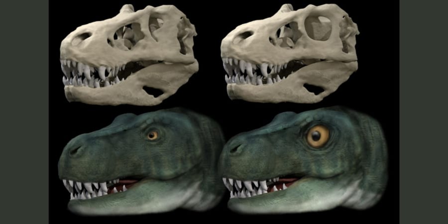 ティラノサウルスは噛みつきの衝撃で目玉が飛び出す恐れがあった