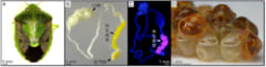 「共生細菌」を保有する正常なチャバネアオカメムシ。Dが卵殻から共生細胞を吸っている子ども。