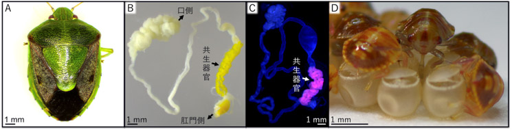 「共生細菌」を保有する正常なチャバネアオカメムシ。Dが卵殻から共生細胞を吸っている子ども。
