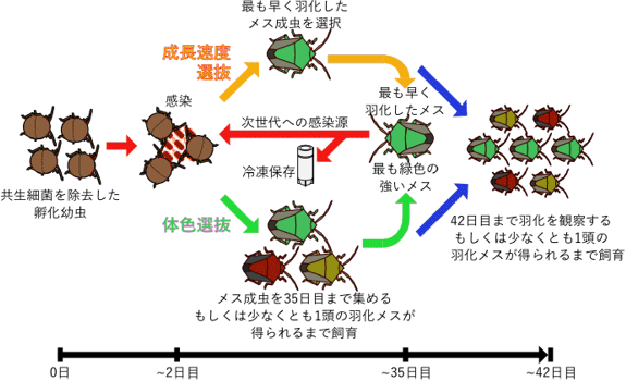 共生進化実験のデザイン