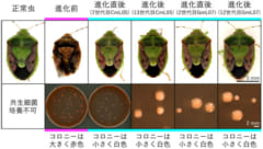 世代交代の中で「大腸菌」が「共生細菌」へと変化