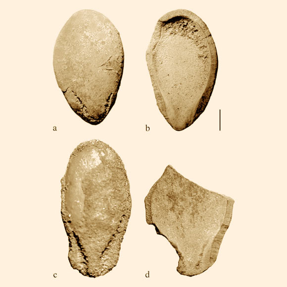 リビアで見つかった約6000年前のスイカの近縁種の種