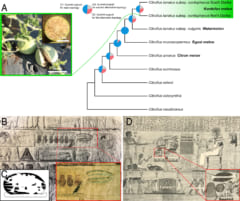 Aスイカの系統、B・Cエジプトの壁画に見られるスイカ